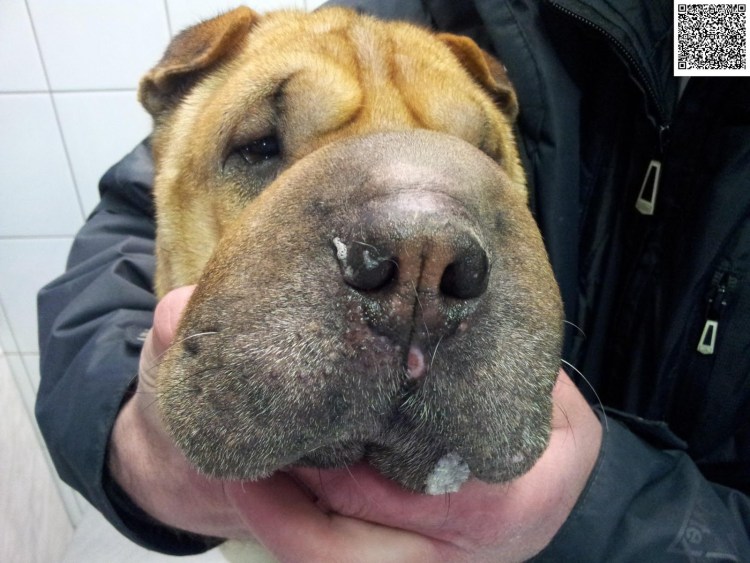 Корги недокус недокус пемброк