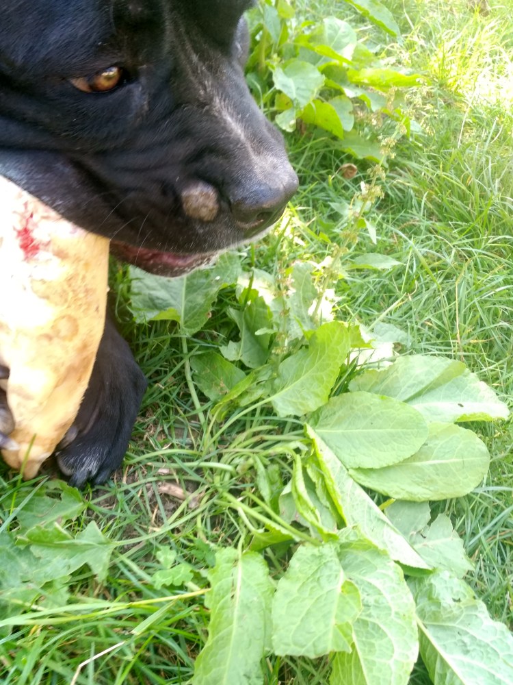 Синюшность языка у собаки