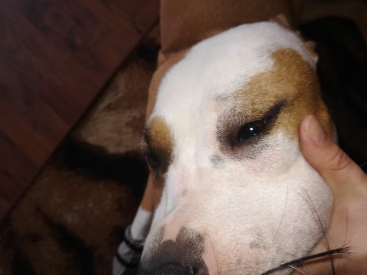 Пироплазмоз собак Ветеринария