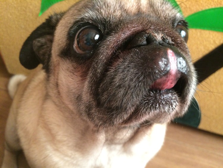 Лимфоэкстравазат ретривер