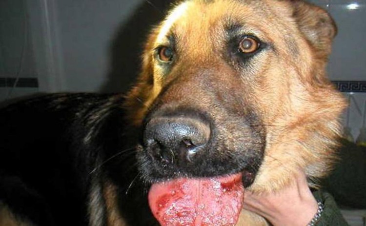 Фолликулярный конъюнктивит у собак