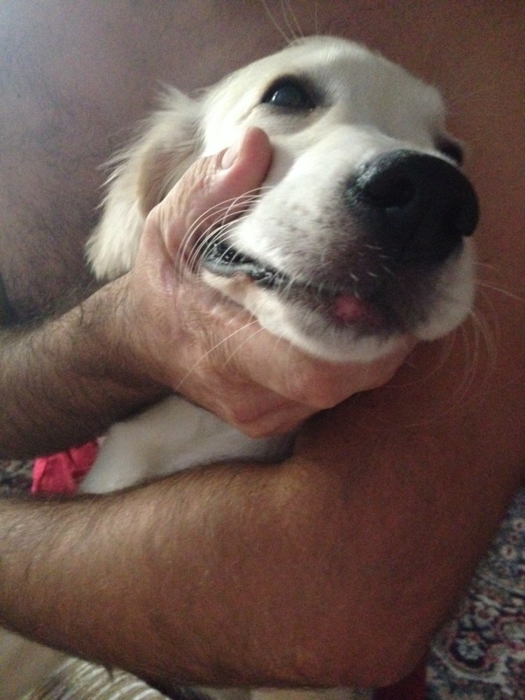 Прыщик у собаки на морде