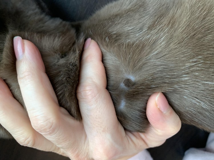 У кота на нижней губе шишка