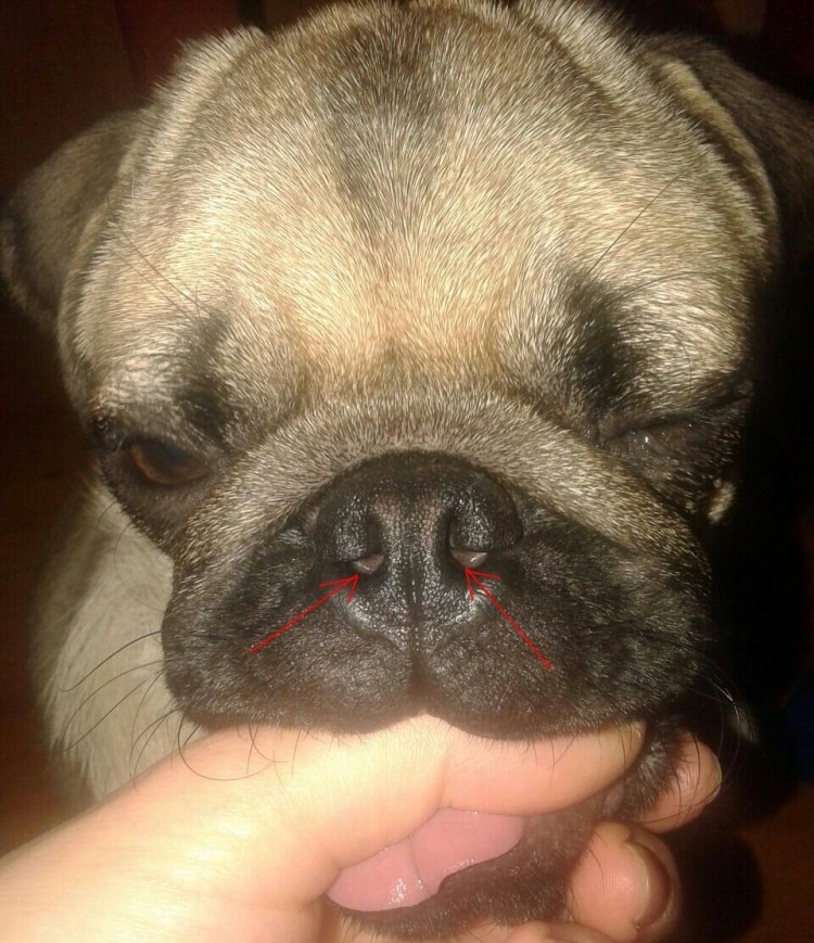 Аллергия у английского бульдога