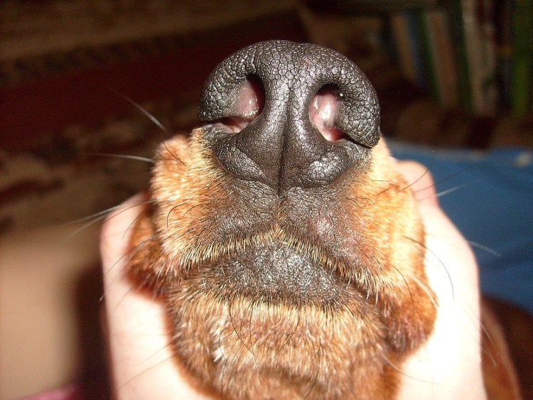 Пищевая аллергияту собак