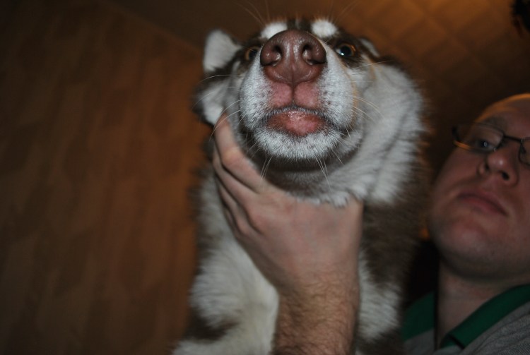 У собаки распухла нижняя челюсть