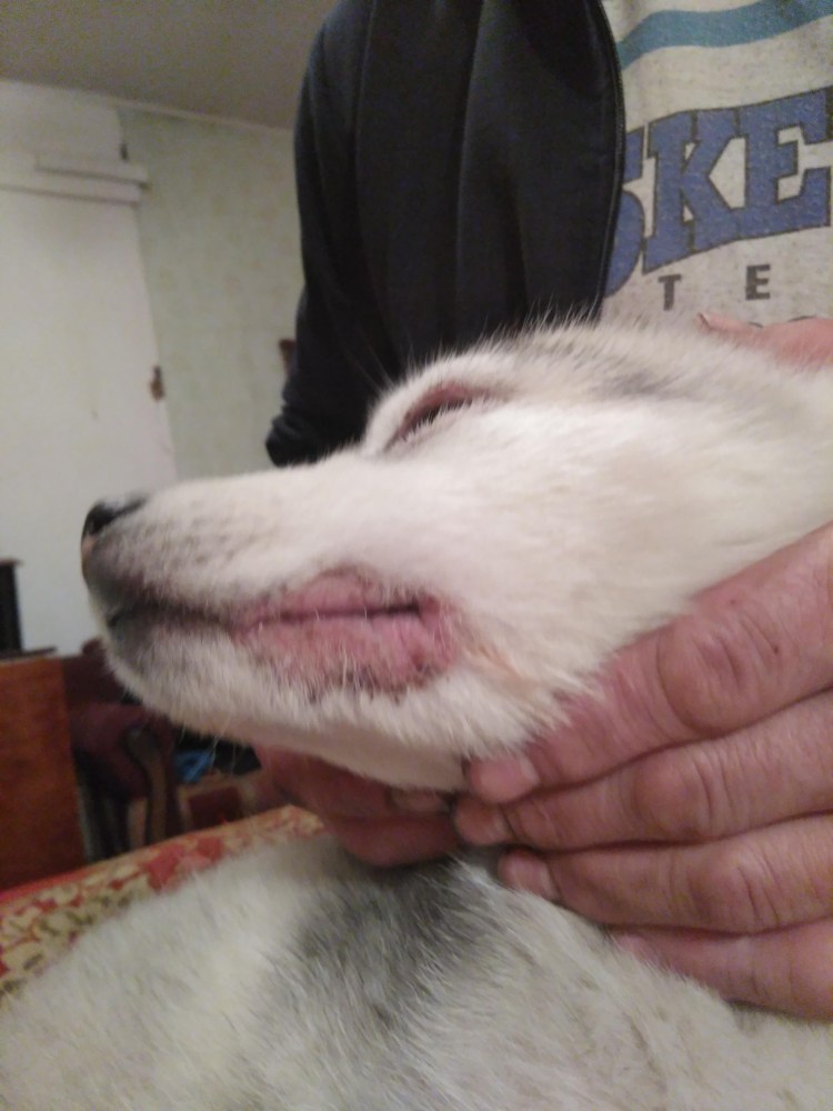 Красная волчанка у собак