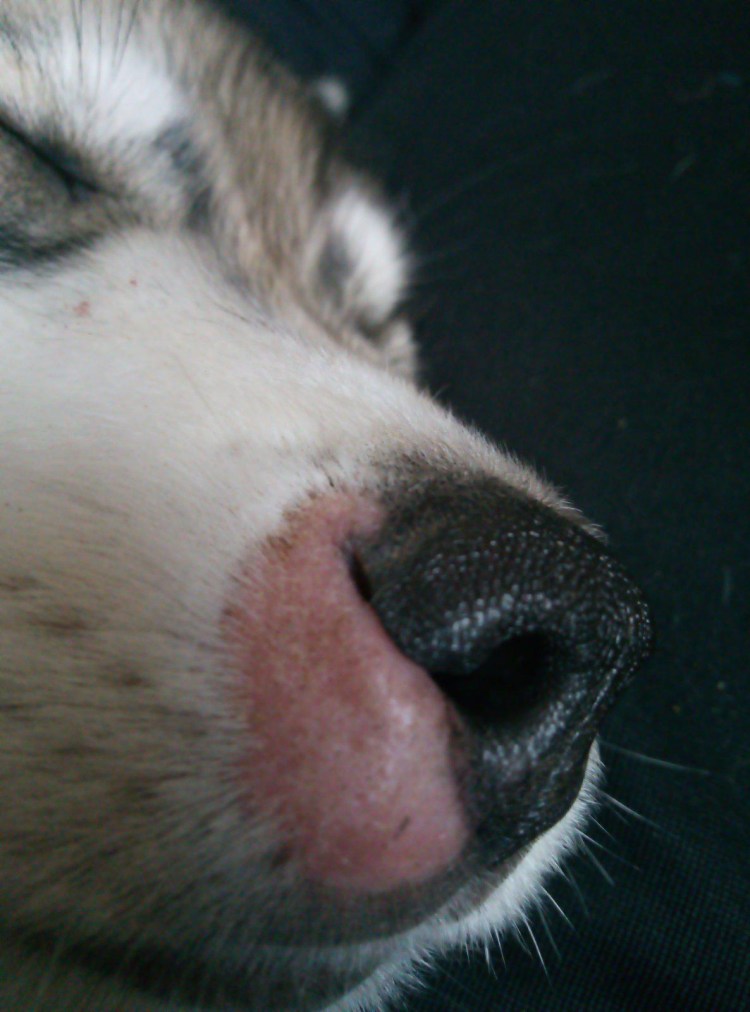 Нос собаки