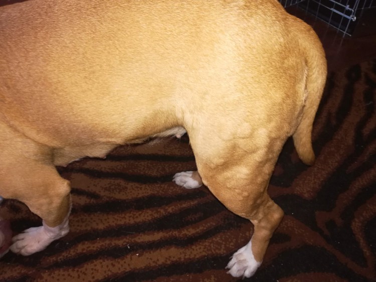 Бородавка у собаки на морде