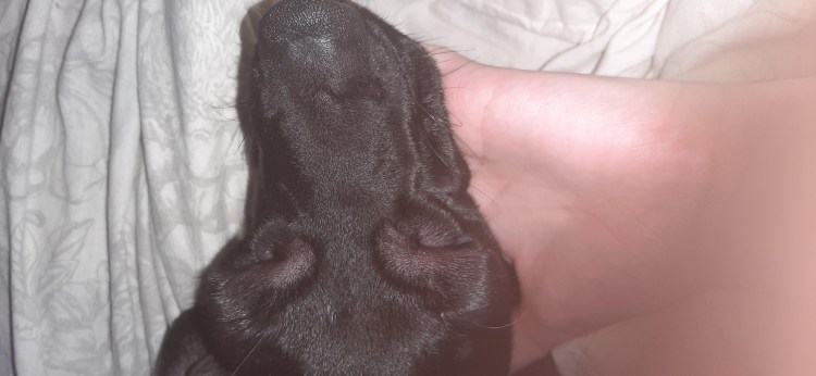 Микроспория (стригущий лишай) у собак