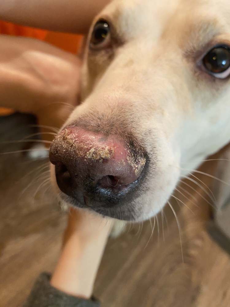 Конъюнктивит у французского бульдога