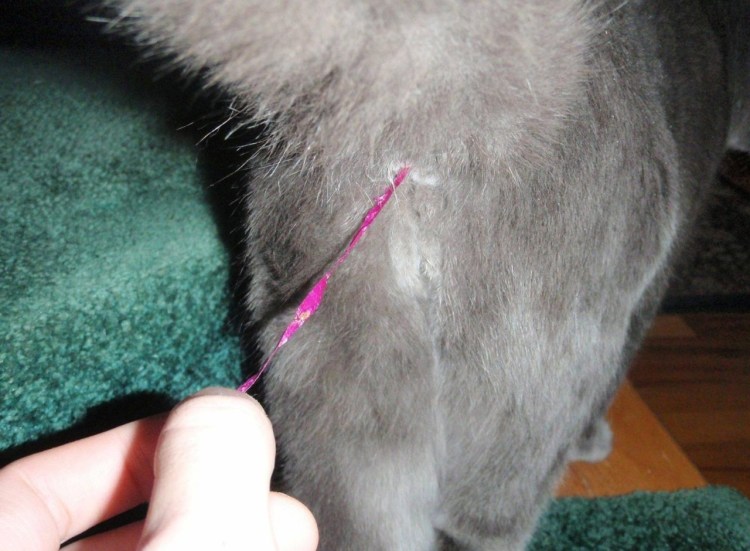 Воспаление параанальных желез у собаки