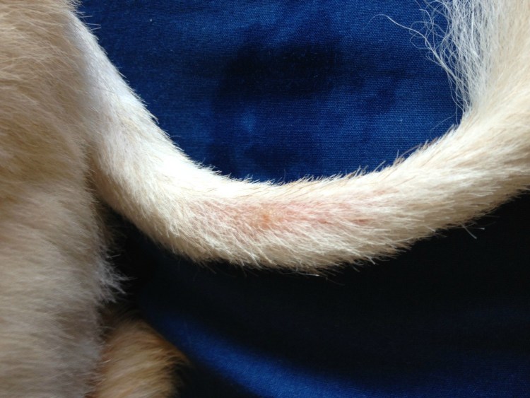 Кошачий животик