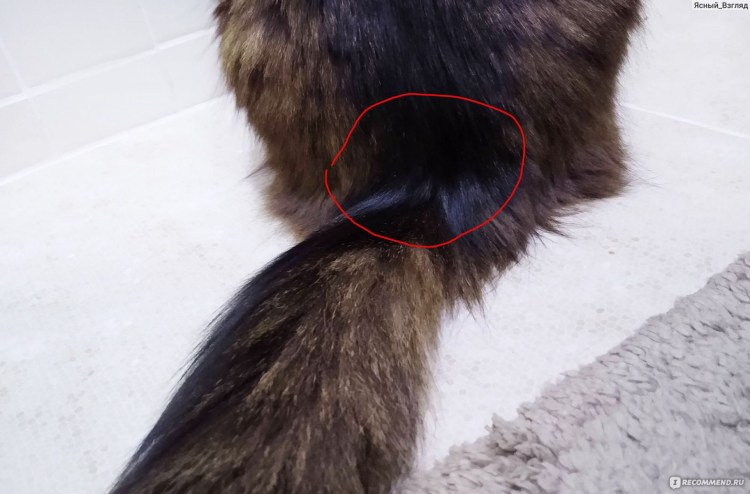 Кожные заболевания у кошек