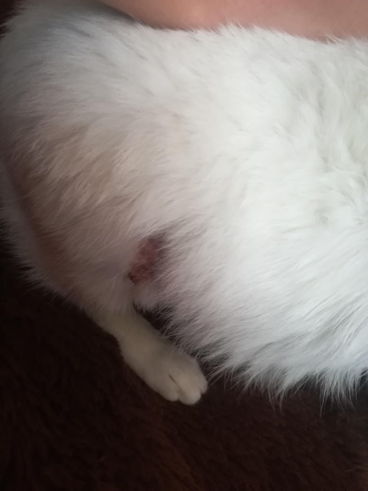 Перианальный свищ у кота