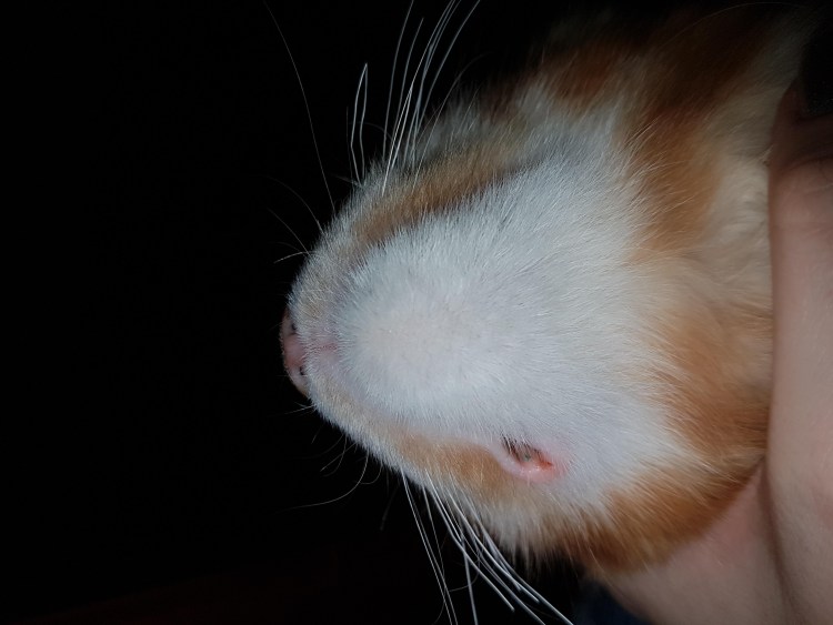 Лишай у котов нв хыосте