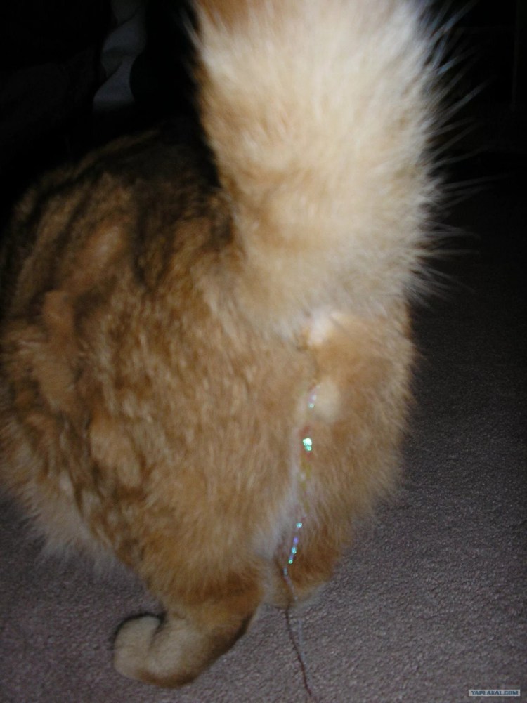 Листовидная пузырчатка котов