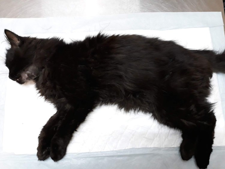 Белая шишечка на голове у кота