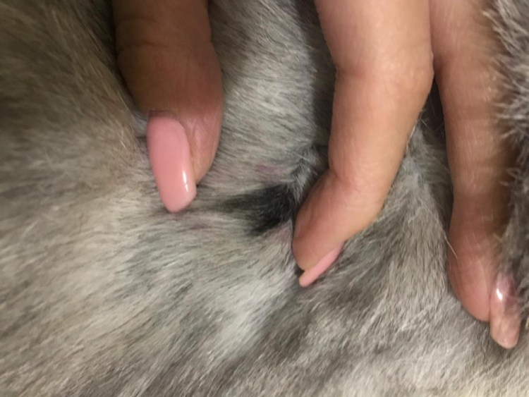 У кота воспаление под хвостом