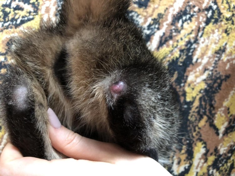 Малассезиозный дерматит