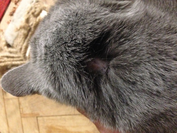 Новообразования у собак