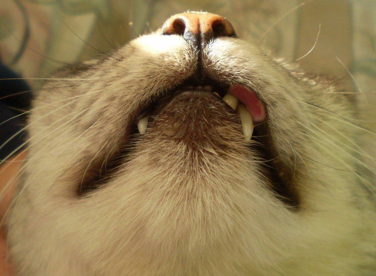 Шишки на задних лапах у вислоухого кота