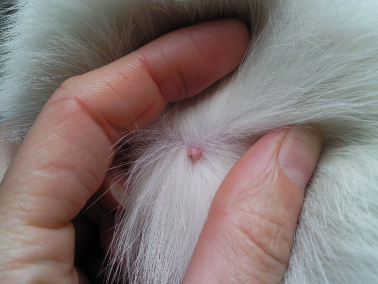 Черная шишка на коже у кота