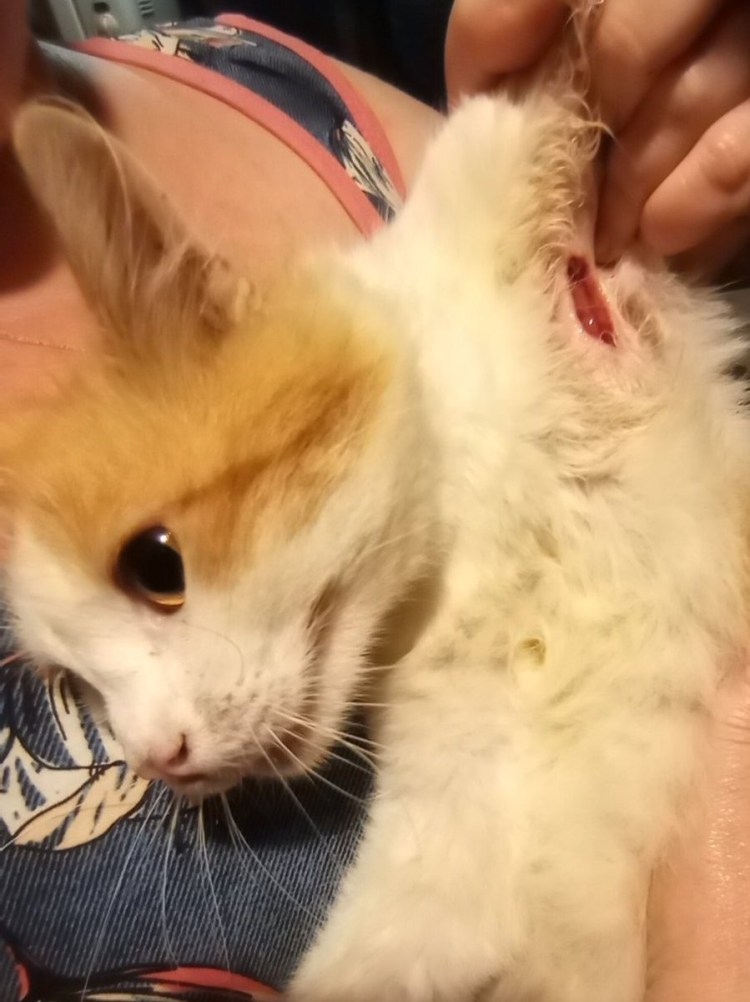 Саркоптоз нотоэдроз у кошек