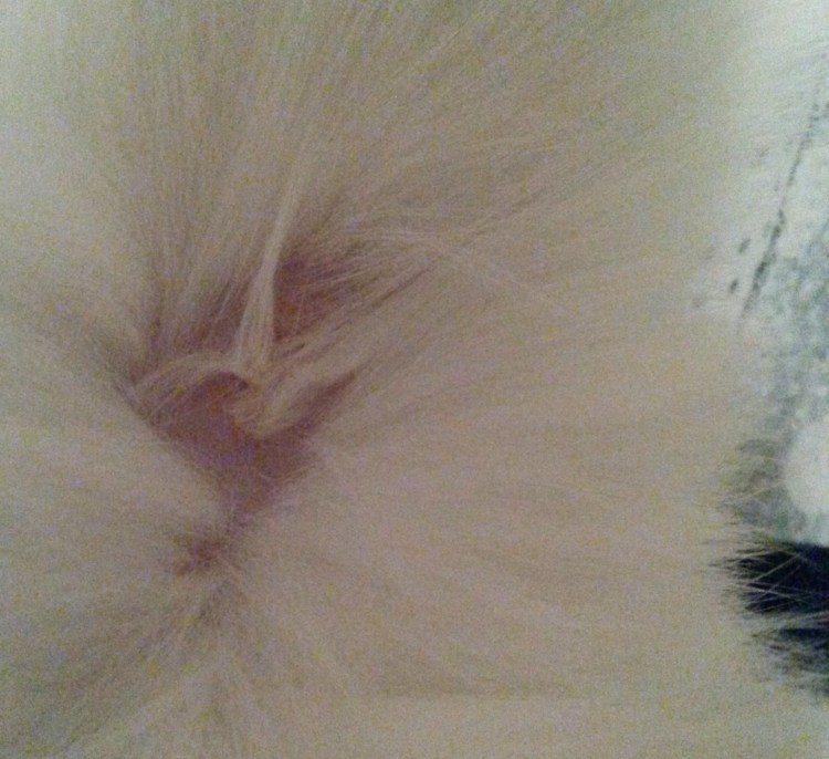 У котенка красная выпуклая попа