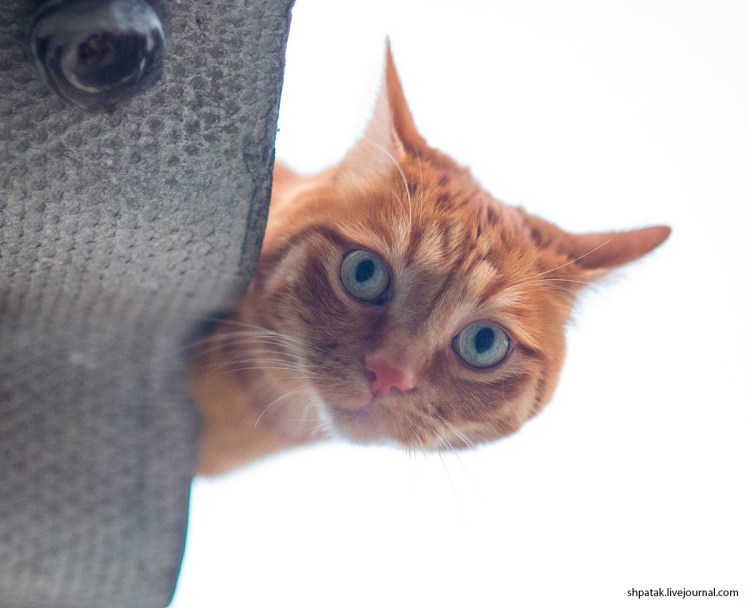 Кот заглядывает