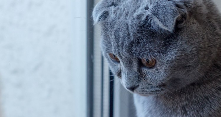 Грустный британский кот