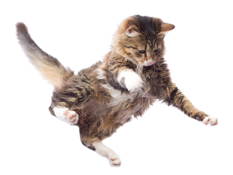 Коты падают