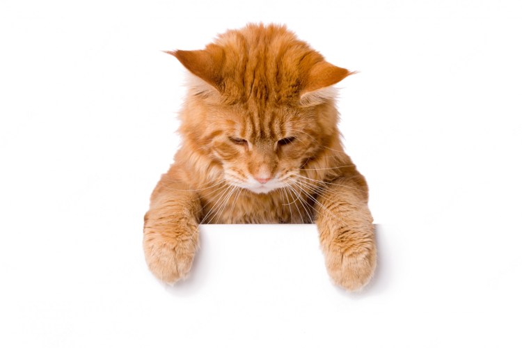 Котенок выглядывает сверху