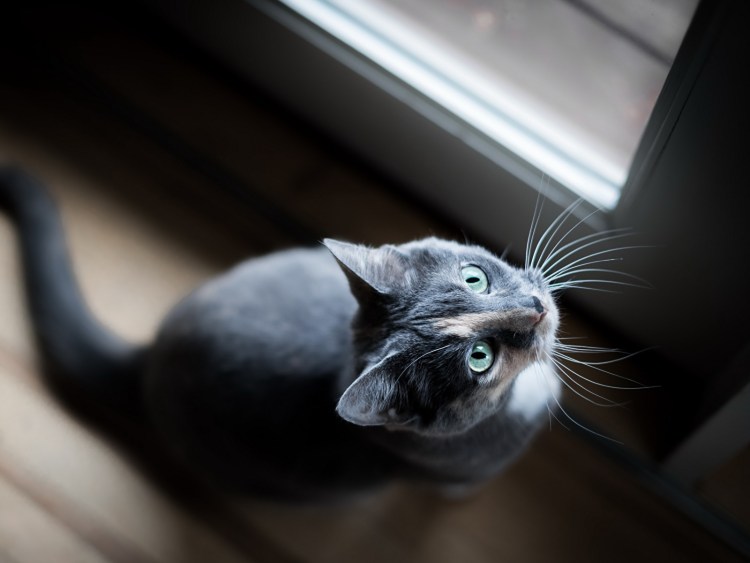 Кошка вверх