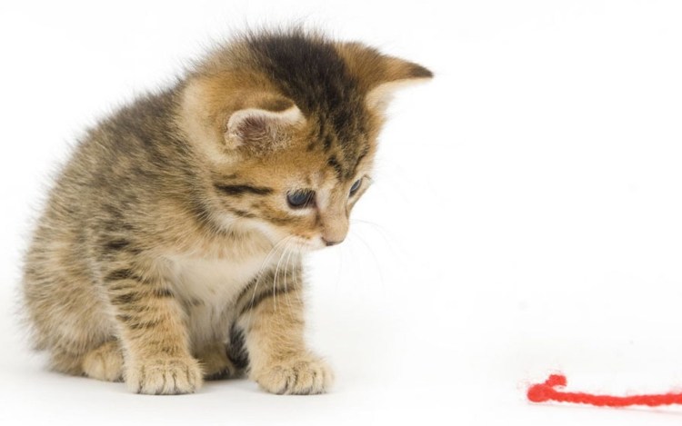 Маленький котенок на белом фоне