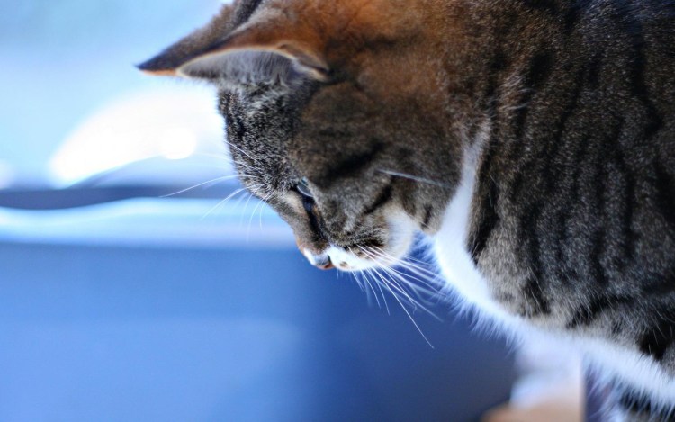 Обои кошка на рабочий стол высокого разрешения