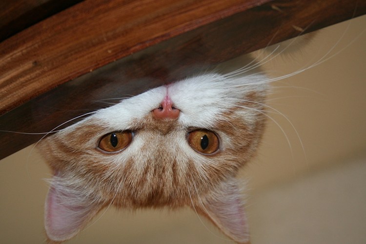 Любопытный кот