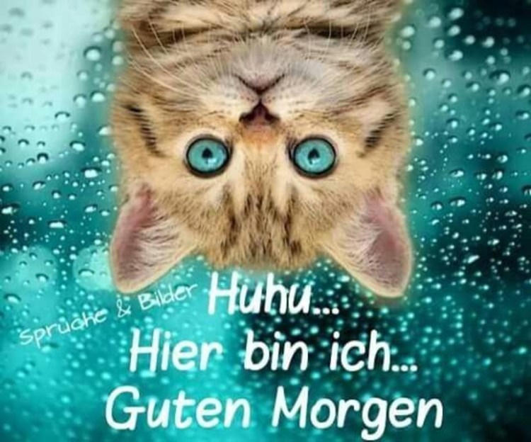 Котик на бирюзовом фоне