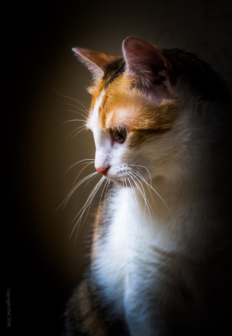 Котенок смотрит в сторону