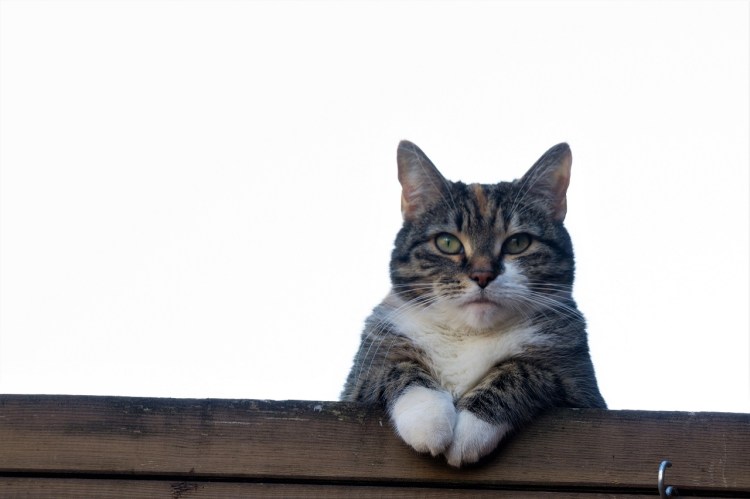 Кот выглядывает из-за стола