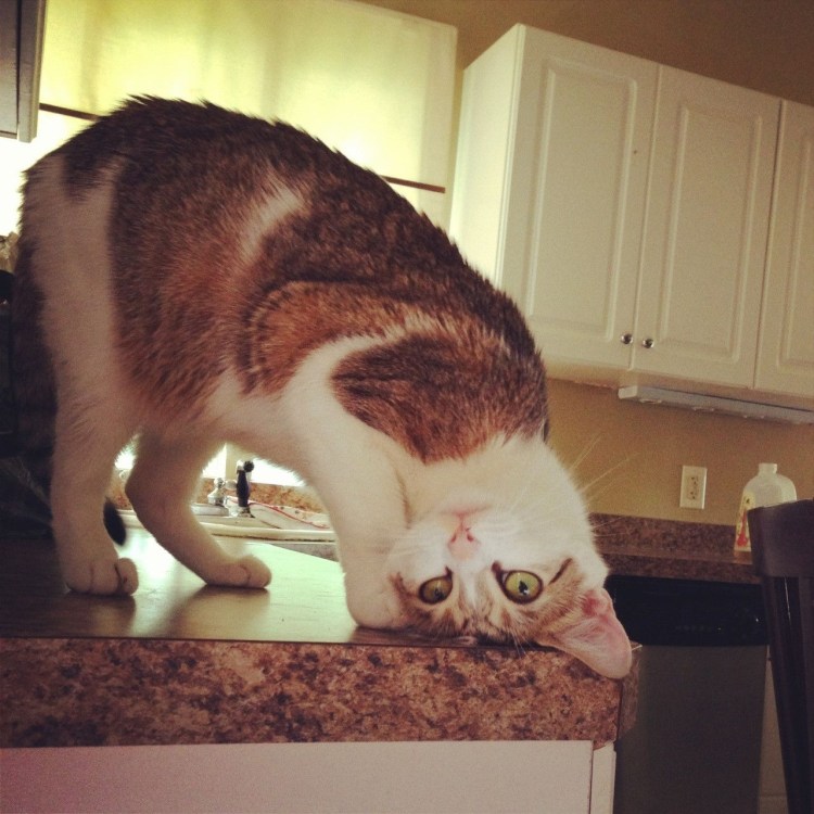 Кот вверх ногами