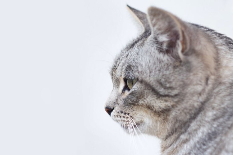 Кошка в профиль