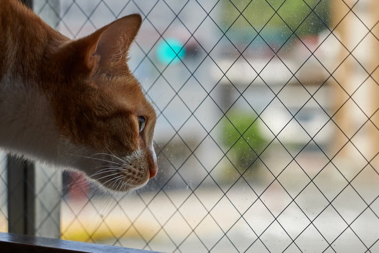 Любопытный кот фото