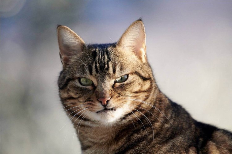 Кот презрение