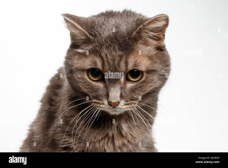 Котик наклонил голову