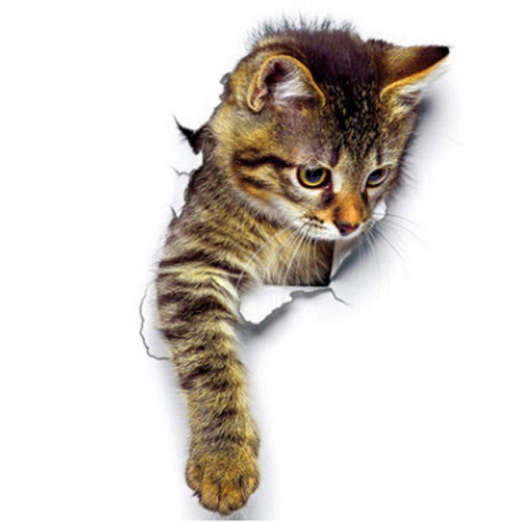 Кот выглядывает на белом фоне