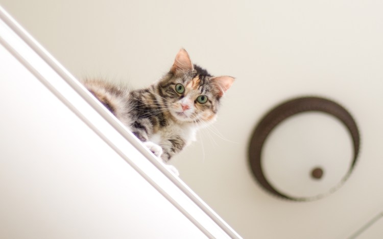 Кот залез в шкаф