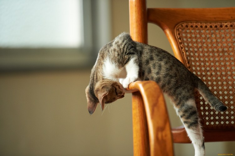 Забавный кот