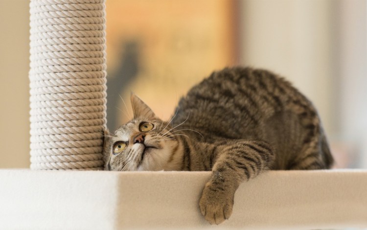 Кошка с когтеточкой