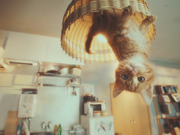 Кот вверх тормашками